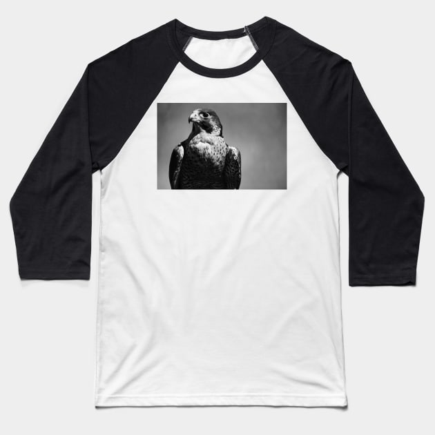 Peregrine Falcon Black and White Baseball T-Shirt by SHWILDLIFE